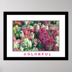 Colourful Flowers Poster