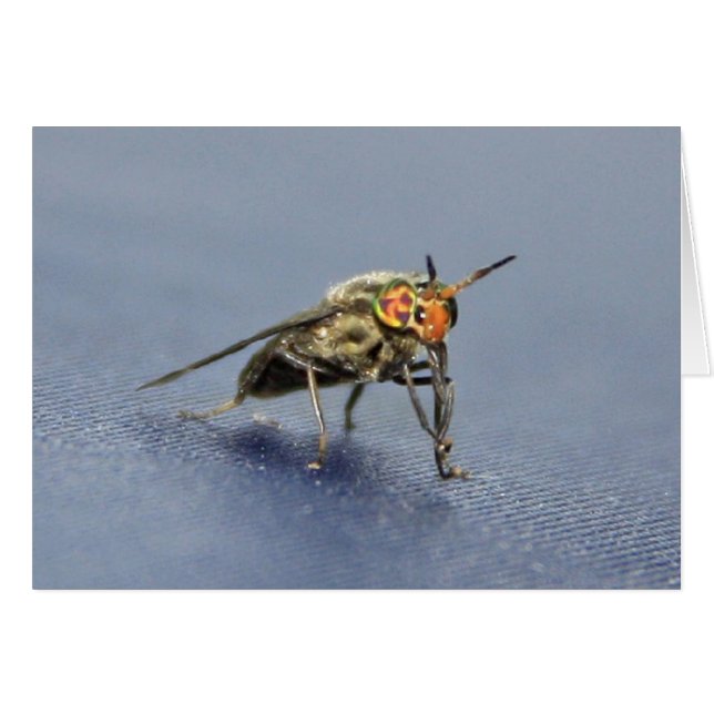 Colourful Fly (Front Horizontal)