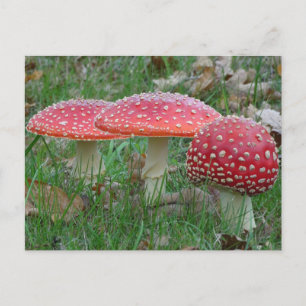 Colourful Fly Amanitas DIY Postcard