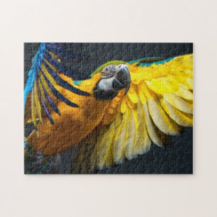 Colourful flying Ara on a dark background Jigsaw Puzzle