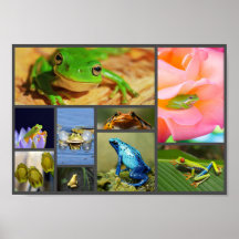 Colourful Frogs, Collage