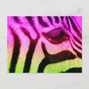 Colourful Funky Zebra Postcard