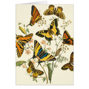 Colourful Gathering of Butterflies and Caterpillar