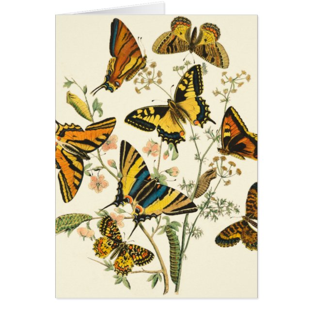 Colourful Gathering of Butterflies and Caterpillar (Front)