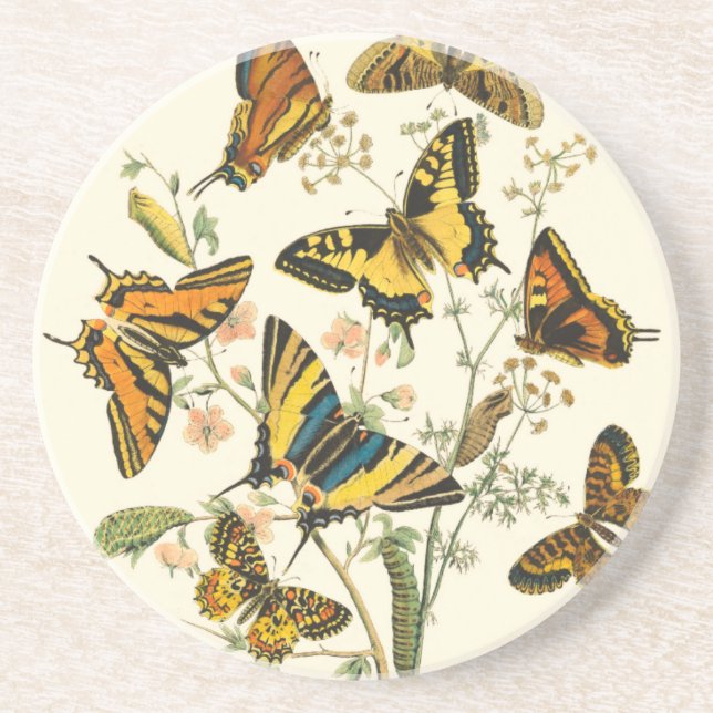 Colourful Gathering of Butterflies and Caterpillar Coaster (Front)