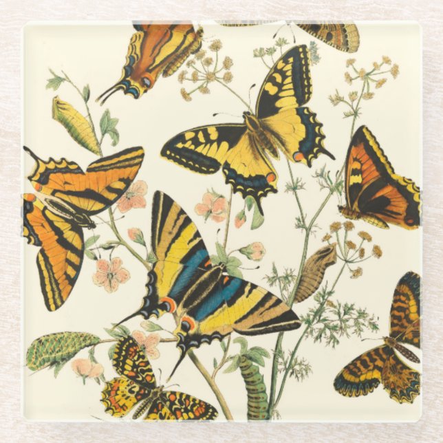 Colourful Gathering of Butterflies and Caterpillar Glass Coaster (Front)
