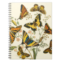 Colourful Gathering of Butterflies and Caterpillar