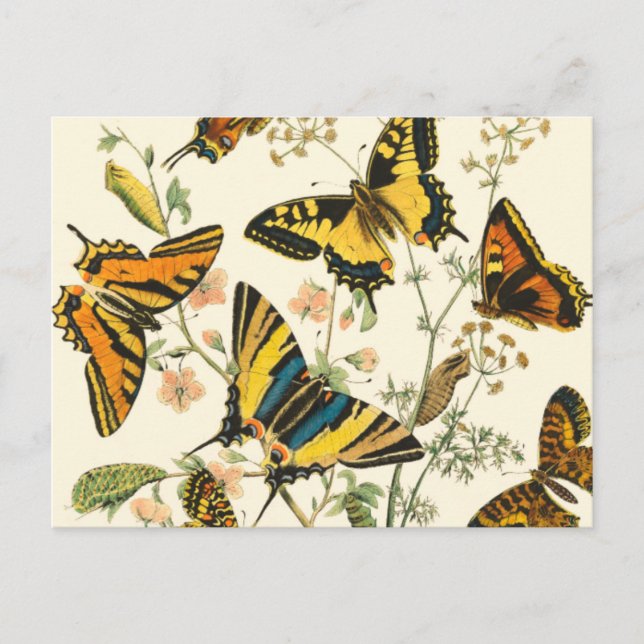 Colourful Gathering of Butterflies and Caterpillar Postcard (Front)