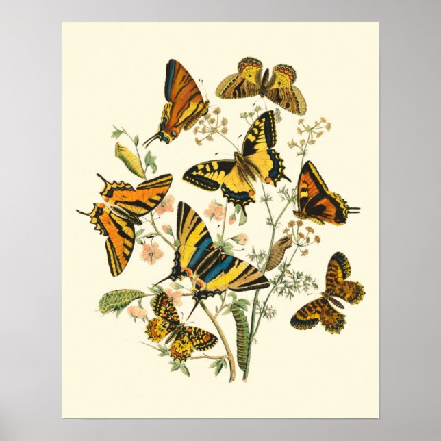 Colourful Gathering of Butterflies and Caterpillar Poster (Front)