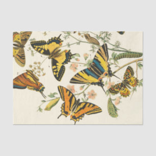 Colourful Gathering of Butterflies and Caterpillar Tissue Paper