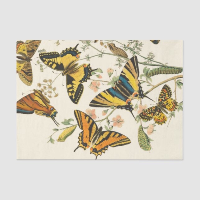 Colourful Gathering of Butterflies and Caterpillar Tissue Paper (Front)