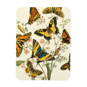 Colourful Gathering of Butterflies and Magnet