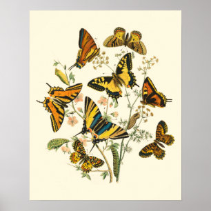 Colourful Gathering of Butterflies and Poster