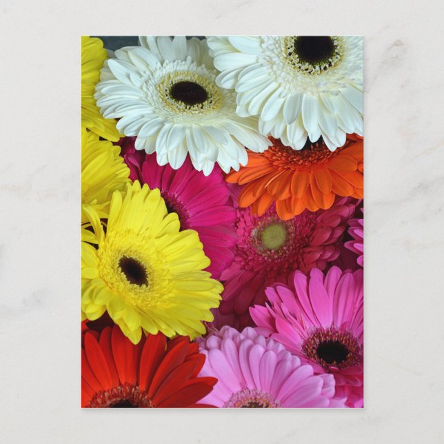 Colourful gerber flowers postcard (Front)