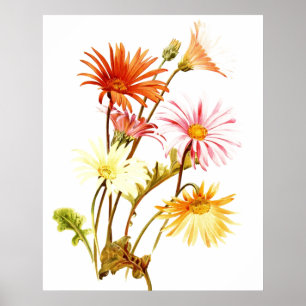 Colourful Gerbera Daisy Wallart Poster