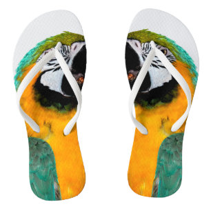 colourful gold teal macaw parrot bird portrait flip flops