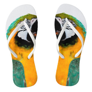 colourful gold teal macaw parrot bird portrait flip flops