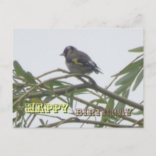 Colourful Goldfinch Happy Birthday Postcard