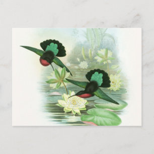Colourful Gould Hummingbird Waterlilies Postcard