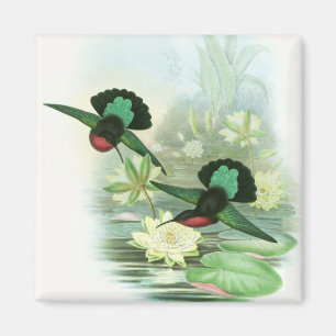 Colourful Gould Hummingbirds Square Magnet
