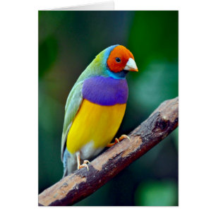 Colourful gouldian finch
