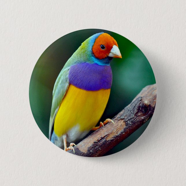 Colourful gouldian finch 6 cm round badge (Front)