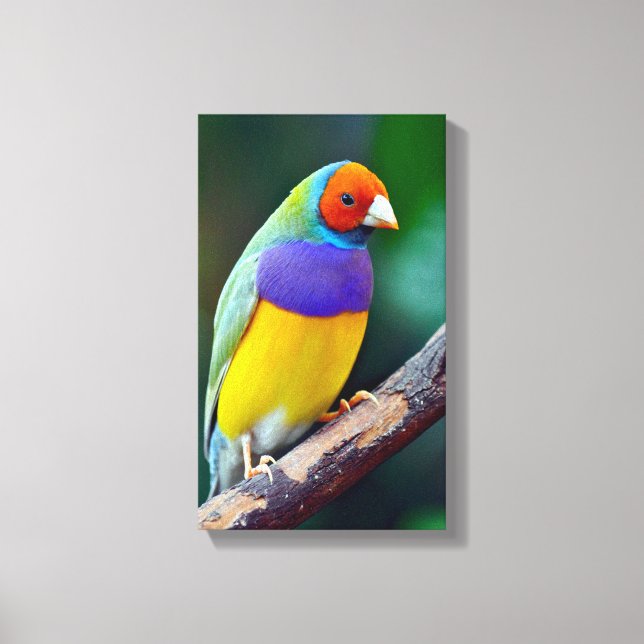 Colourful gouldian finch canvas print (Front)