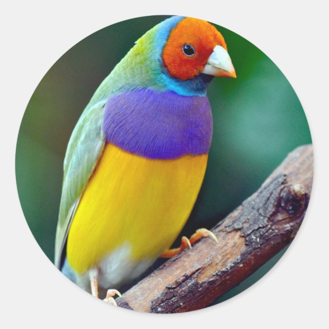 Colourful gouldian finch classic round sticker (Front)