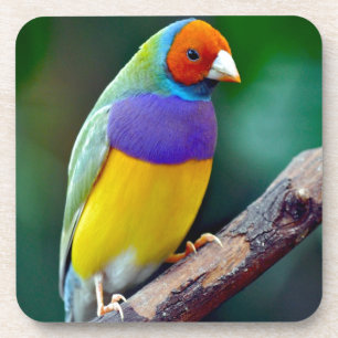 Colourful gouldian finch coaster