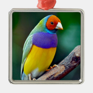 Colourful gouldian finch metal tree decoration