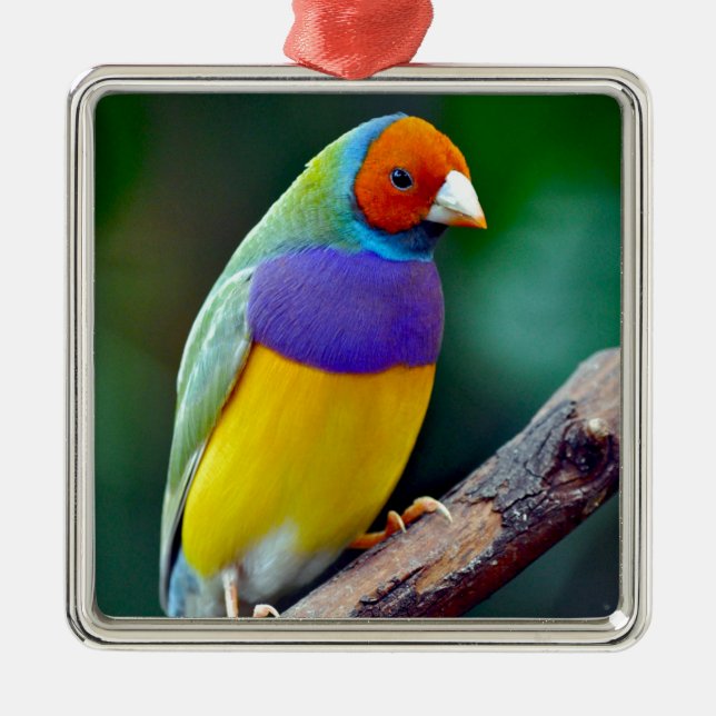 Colourful gouldian finch metal tree decoration (Front)