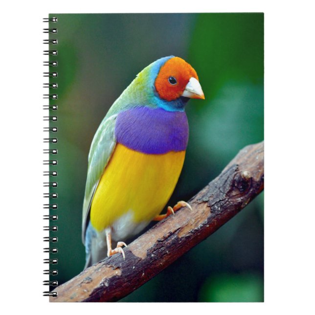 Colourful gouldian finch notebook (Front)