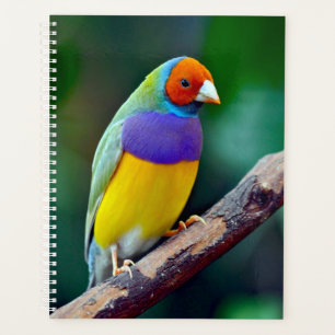 Colourful gouldian finch planner