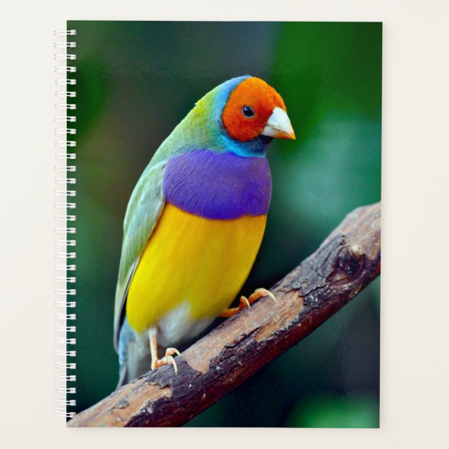 Colourful gouldian finch planner (Front)