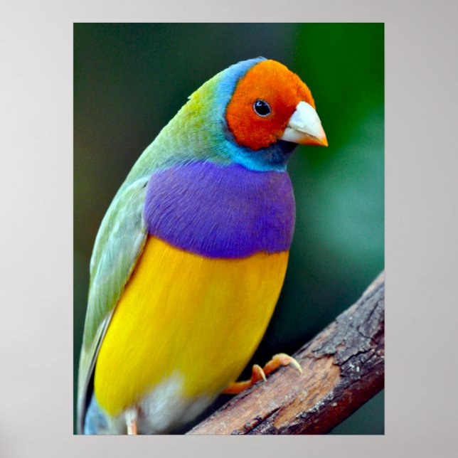 Colourful gouldian finch poster (Front)