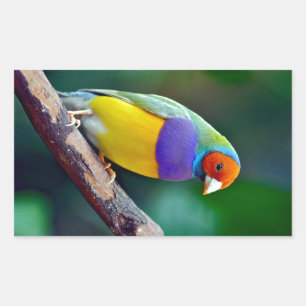 Colourful gouldian finch rectangular sticker