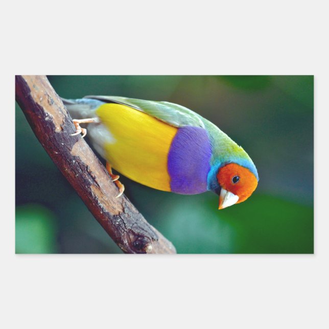 Colourful gouldian finch rectangular sticker (Front)