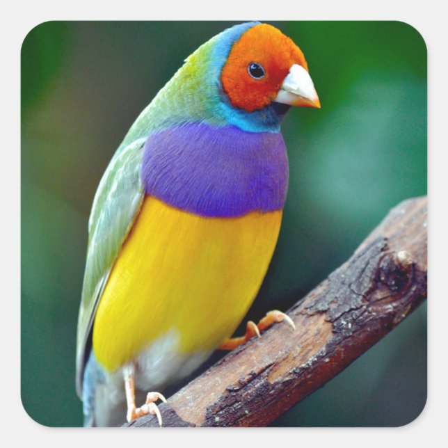 Colourful gouldian finch square sticker (Front)