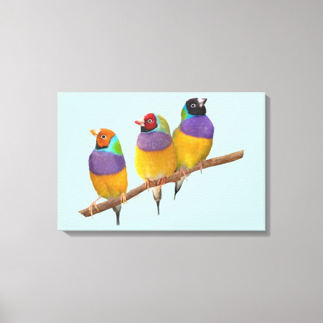 Colourful Gouldian Finches in Pastels Canvas Print (Front)