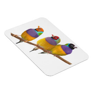 Colourful Gouldian Finches in Pastels Magnet