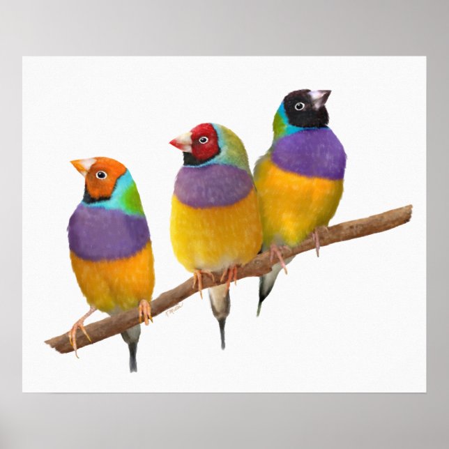 Colourful Gouldian Finches in Pastels Poster (Front)