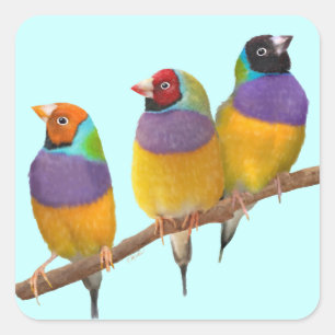 Colourful Gouldian Finches in Pastels Square Sticker