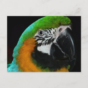 Colourful Green Parrot Postcard