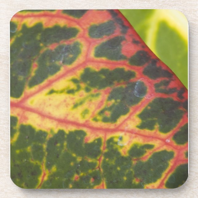 Colourful Hawaiian Plants Coaster (Front)