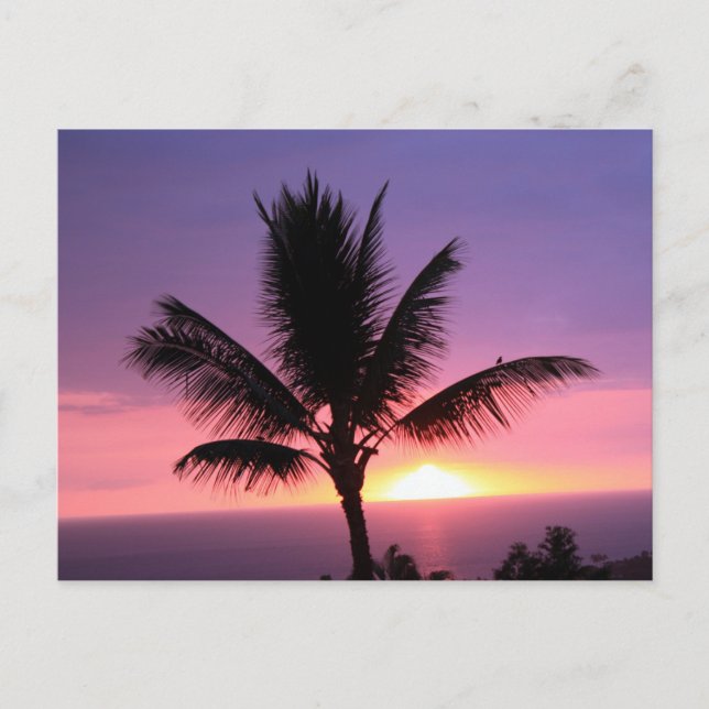 Colourful Hawaiian Sunset and Palm Postcard (Front)