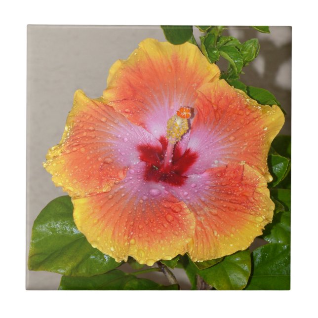 Colourful Hibiscus Flower Ceramic Tile (Front)