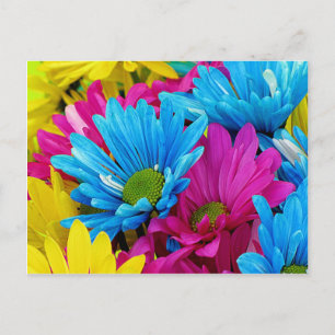 Colourful Hot Pink Teal Blue Gerber Daisies Flower Postcard