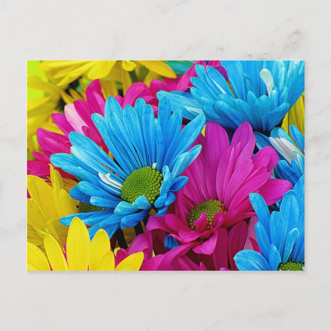 Colourful Hot Pink Teal Blue Gerber Daisies Flower Postcard (Front)