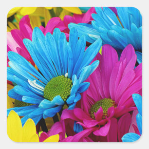 Colourful Hot Pink Teal Blue Gerber Daisies Flower Square Sticker