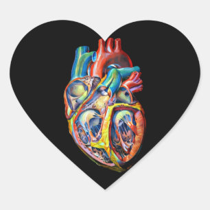 colourful human heart anatomy abstract art heart sticker